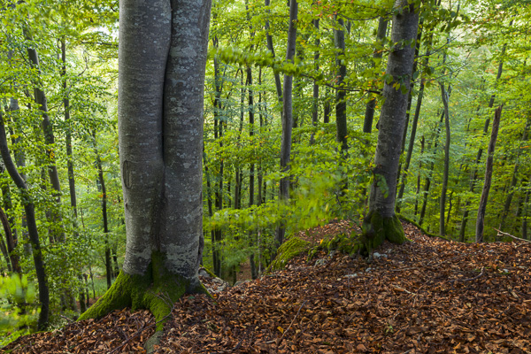 Wälder der Alb Wälder der Alb