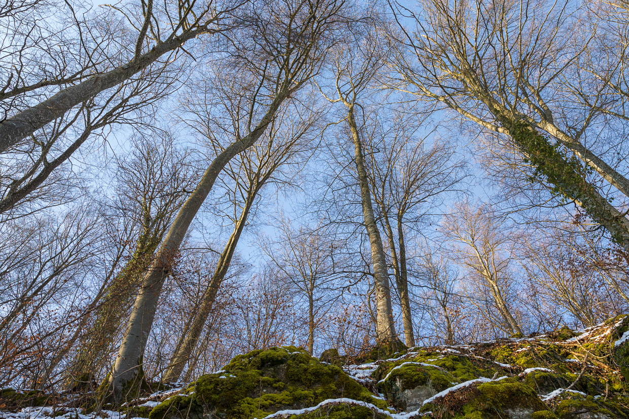 Blick nach oben bei Wollmandingen