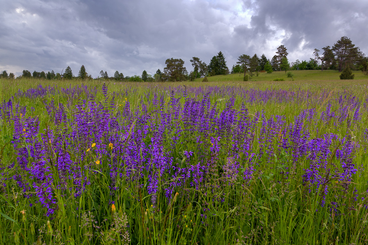Blumenfeld im Digelfeld