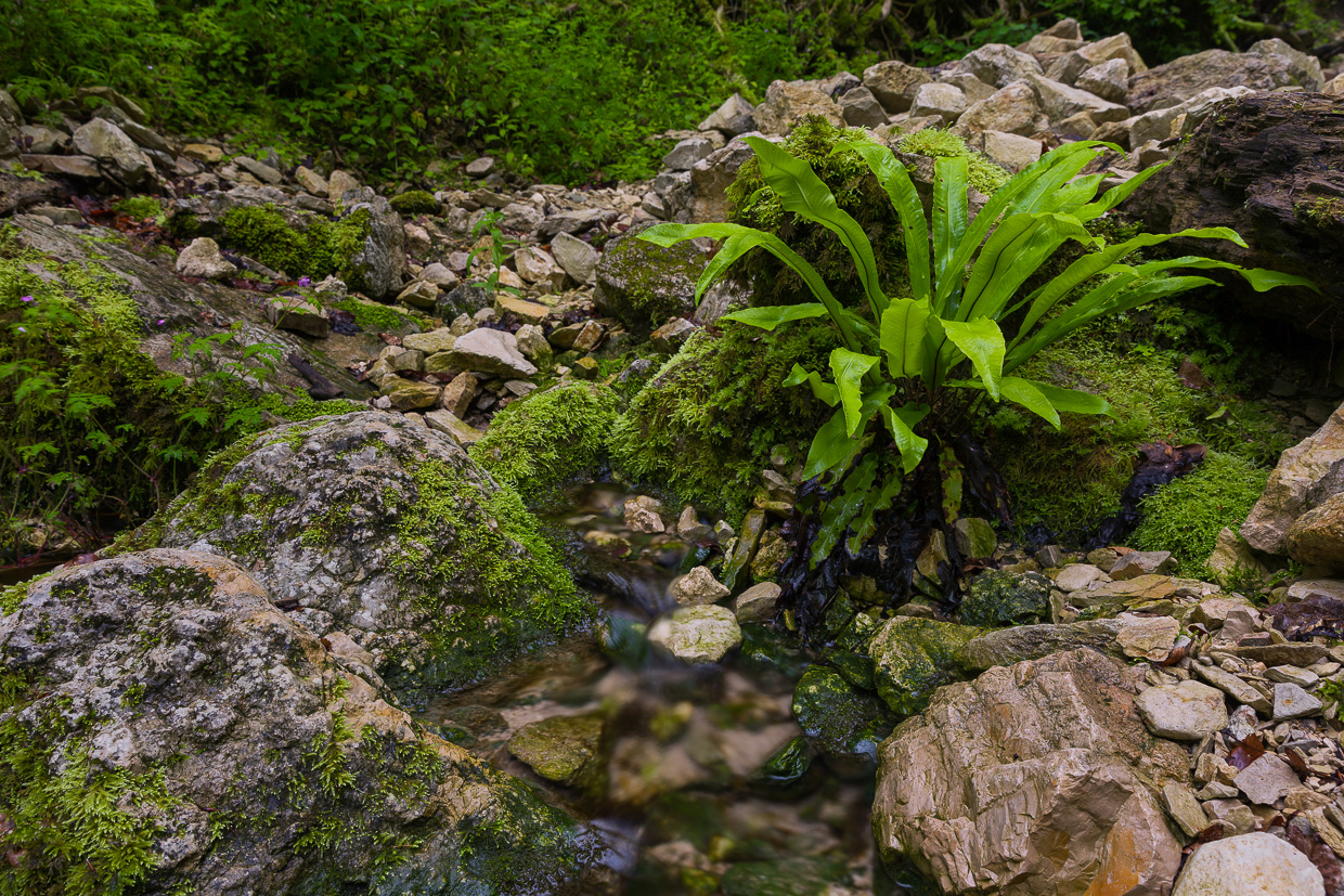 Wasseraustritt im Wittlinger Bach am Rulamanweg