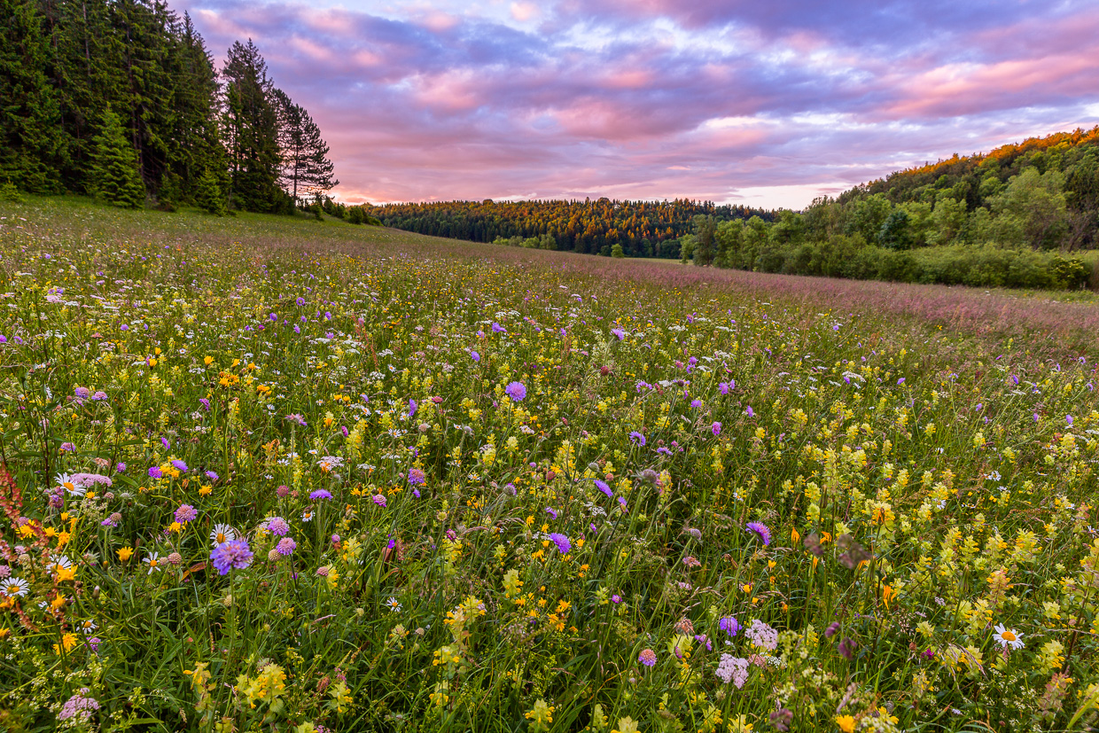 Albwiese bei Tagesanbruch