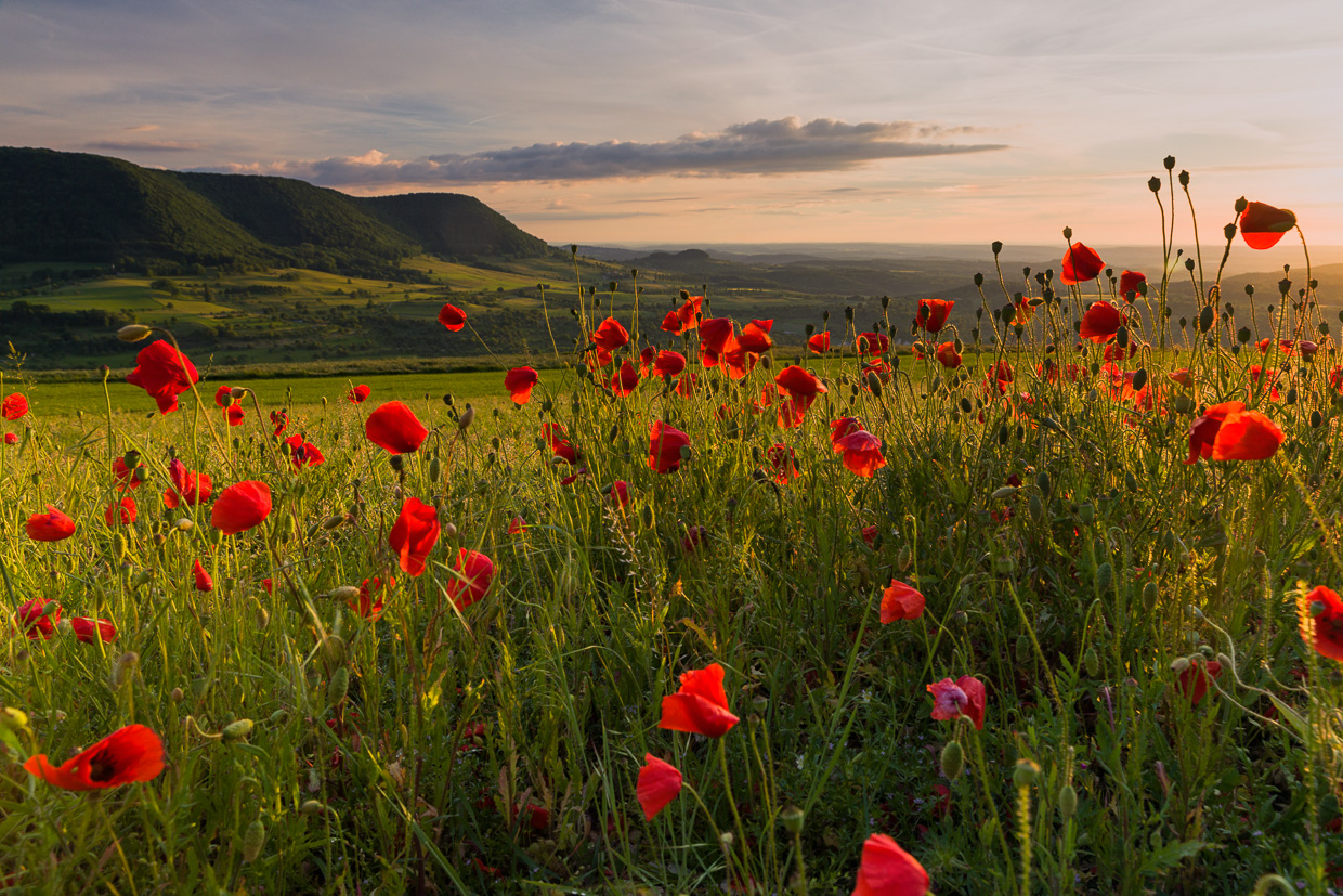 Mohnwiese am Bölle vor dem Albtrauf