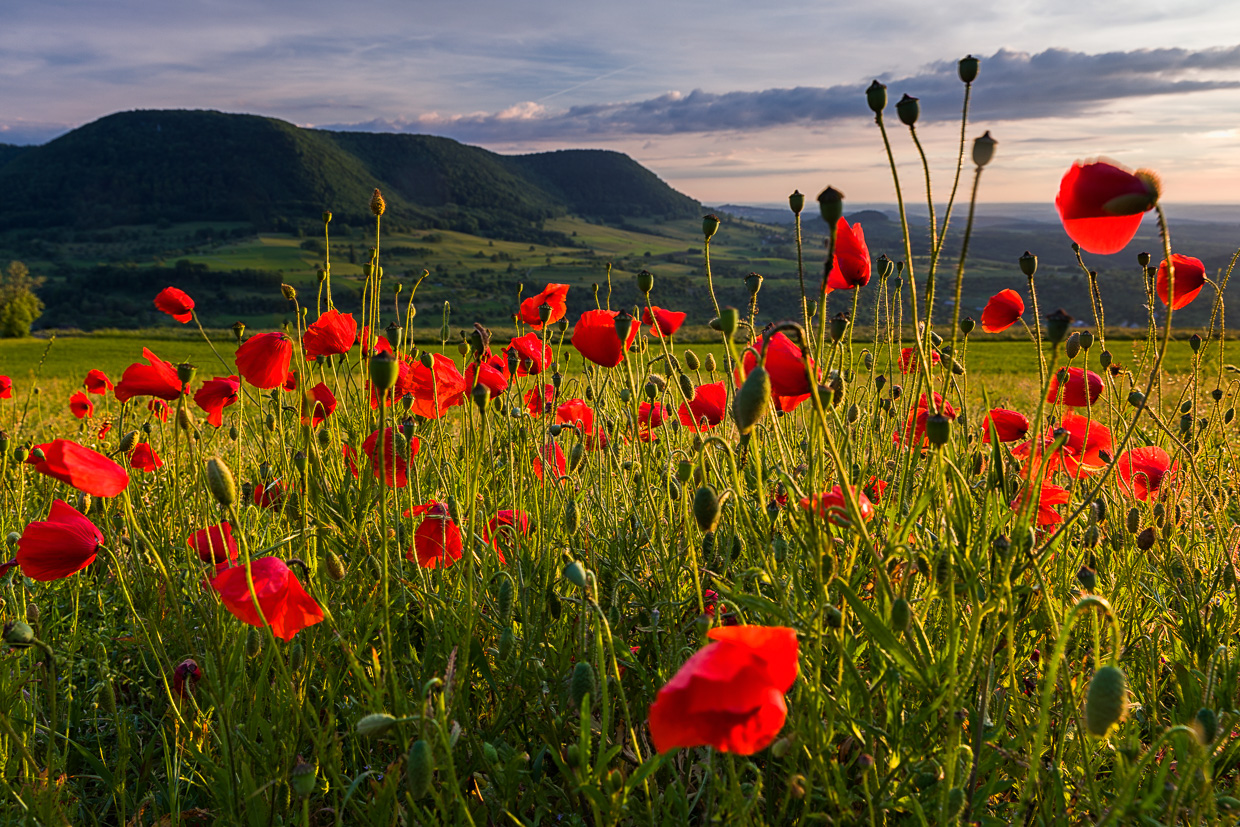 Mohnfeld vor dem Albtrauf