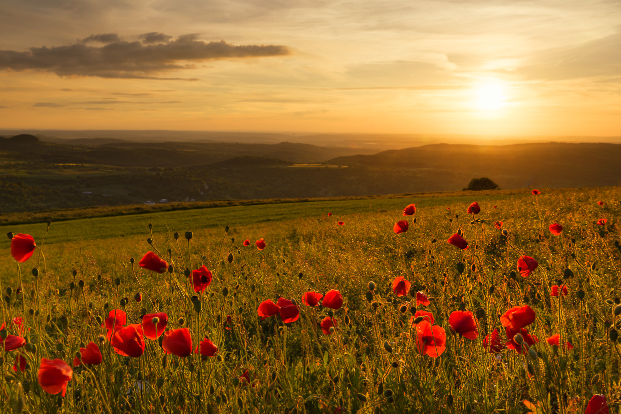Mohnfeld auf dem Bölle III