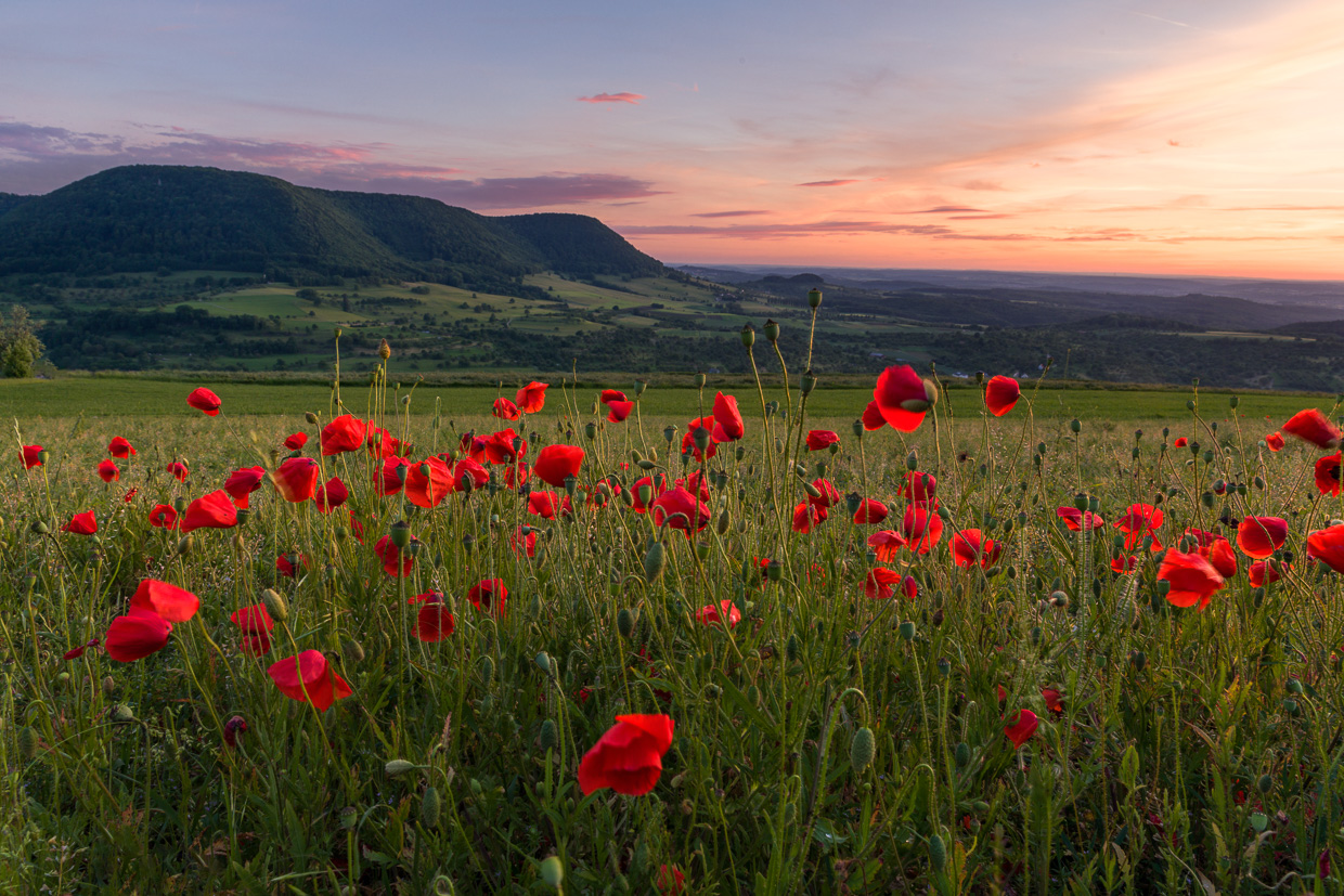 Mohn mit Blick auf den Albtrauf