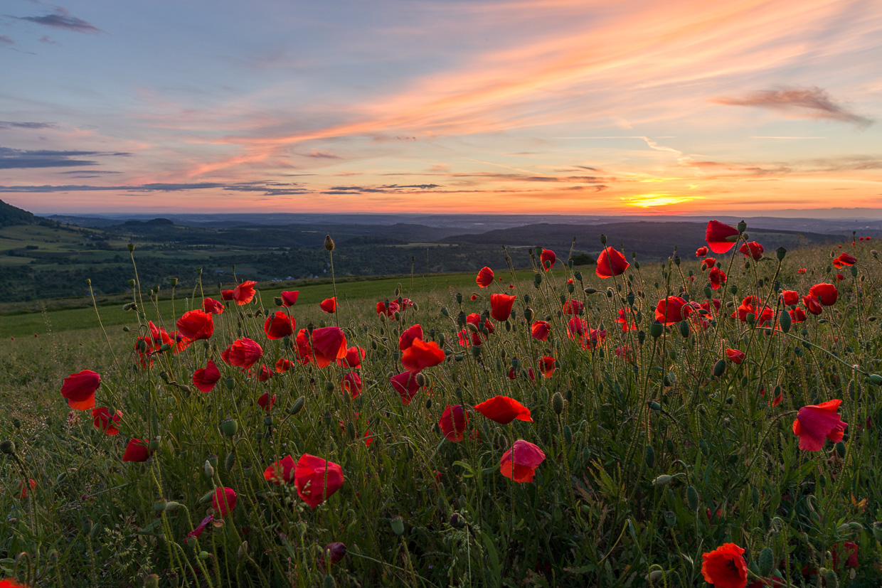 Mohn bei Sonnenuntergang am Bölle