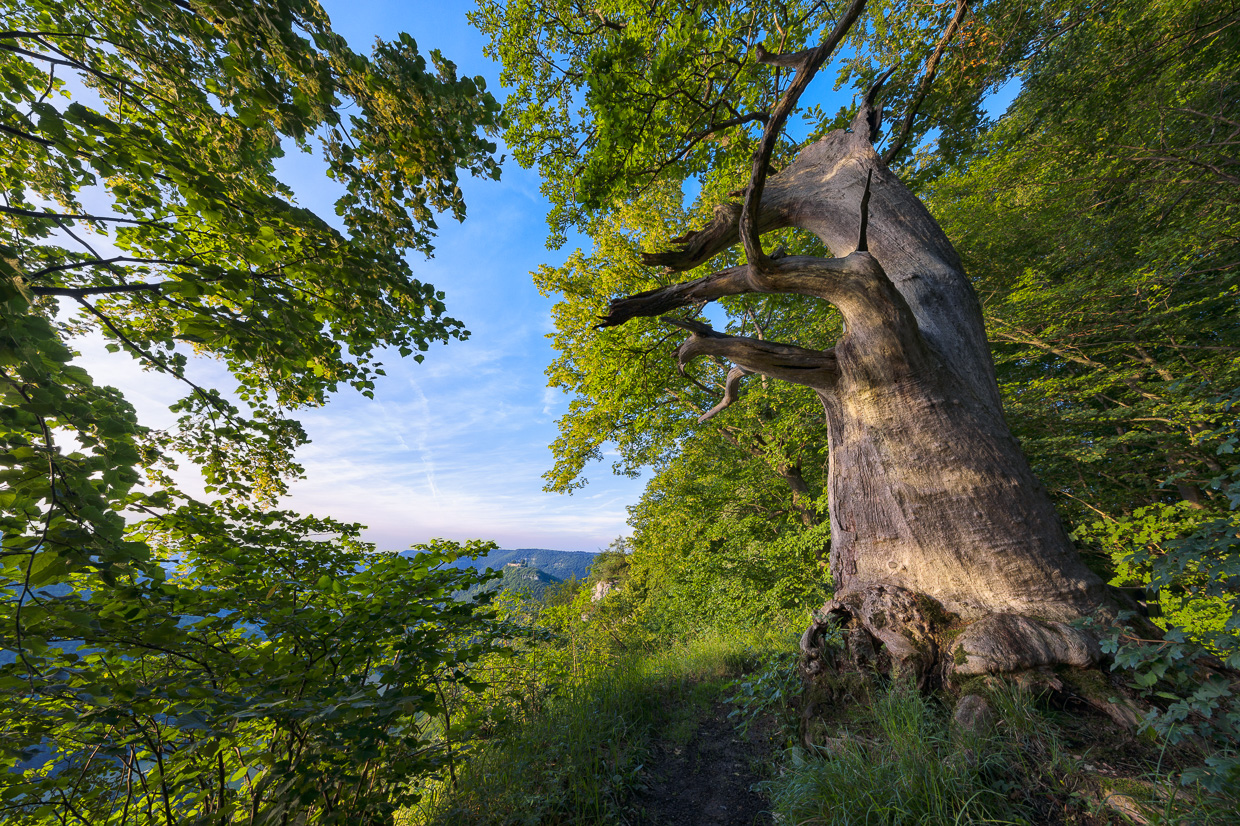 Baumwächter am Albtrauf