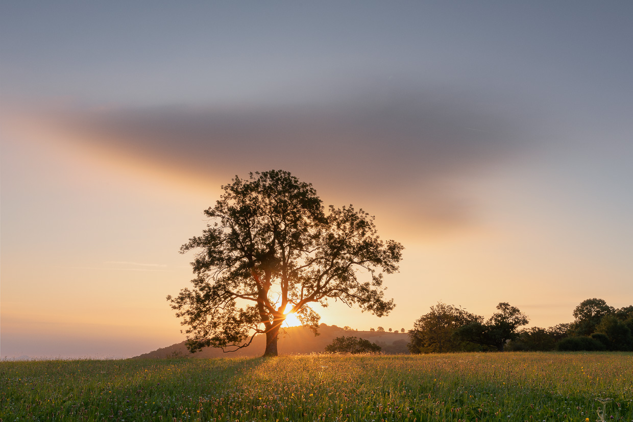 Zarte Wolke mit Baum bei Sonnenaufgang