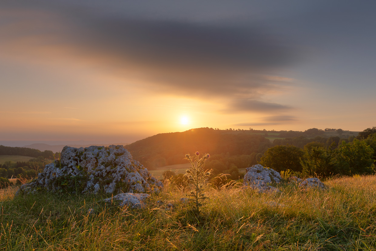 Distel bei Sonnenaufgang mit Alb-Felsen