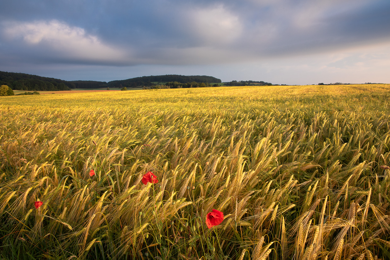 Mohnblüten in einem Getreidefeld