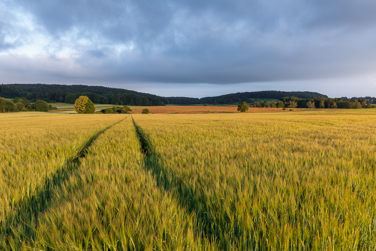Getreidefeld