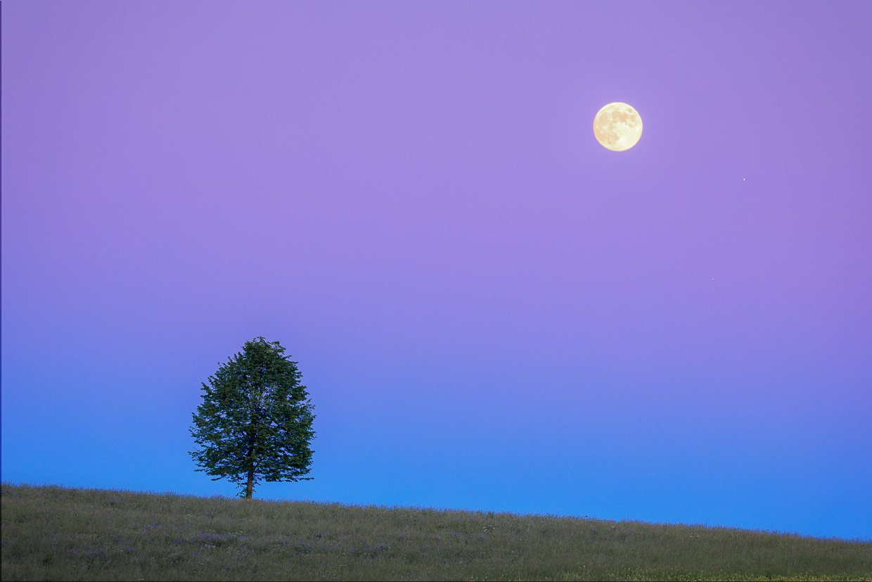 Baum mit Mond