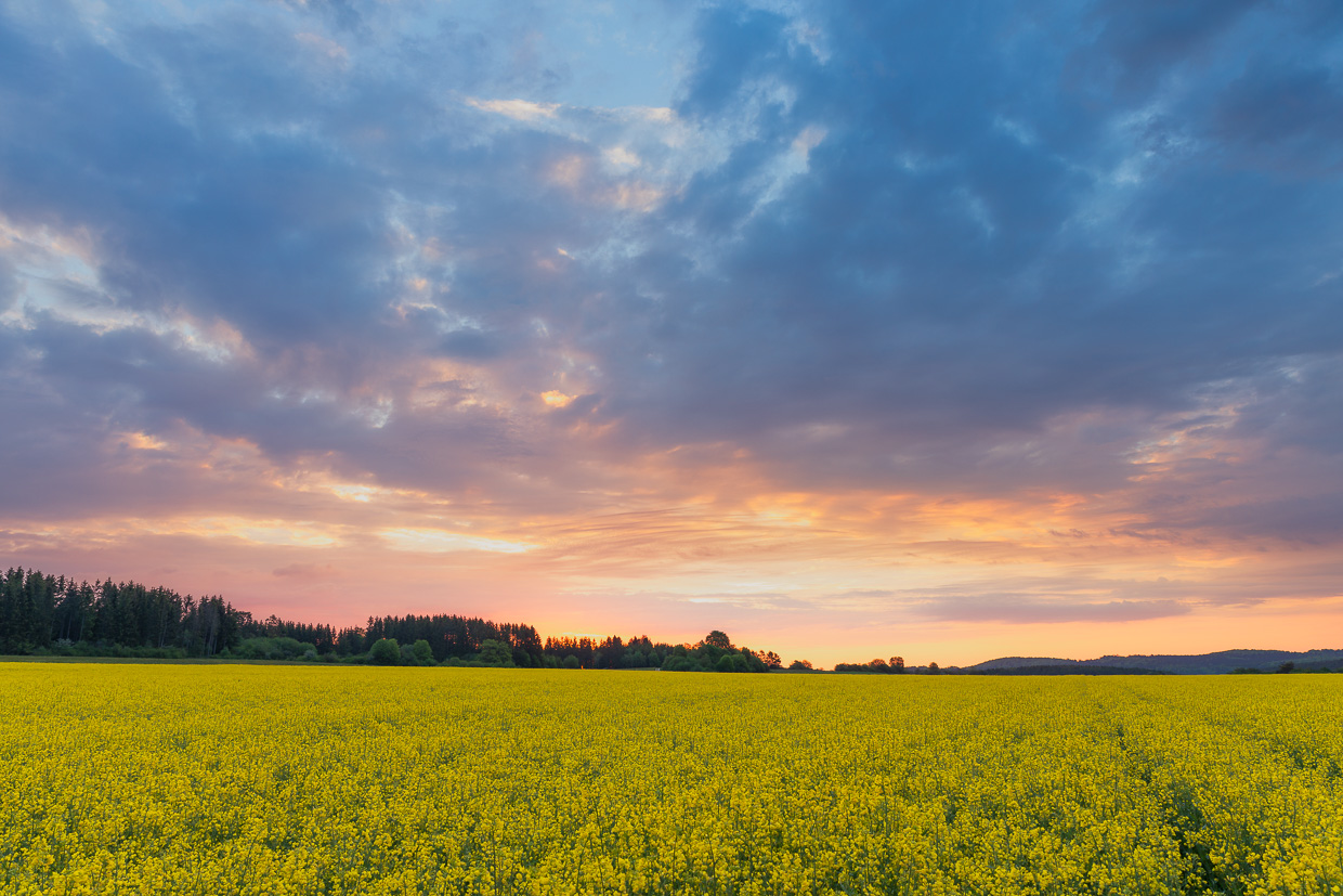 Morgenlicht über einem Rapsfeld