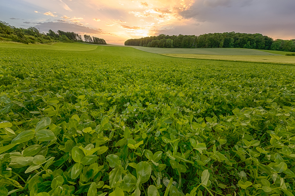 Kleefeld vor Sonnenaufgang