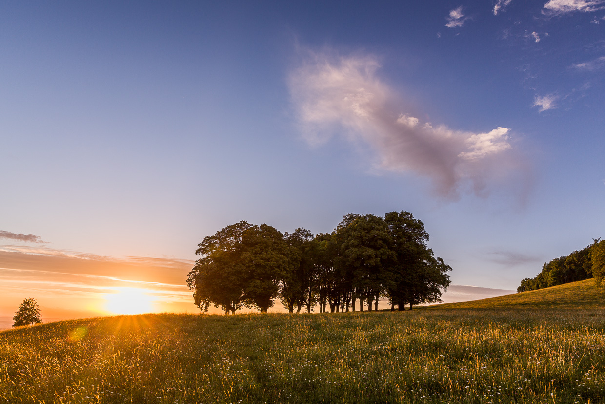 Sonnenuntergang hinter einer Baumgruppe II