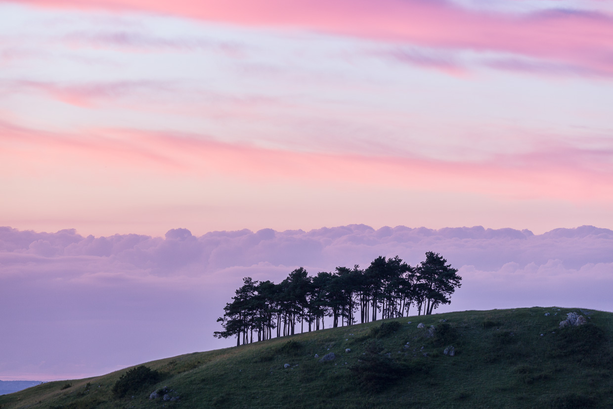 Kiefern am Hohenbol in der Abendstimmung
