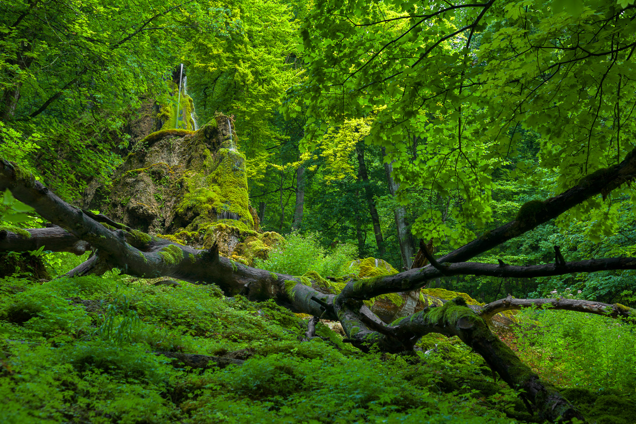 Totholz am Gütersteiner Wasserfall