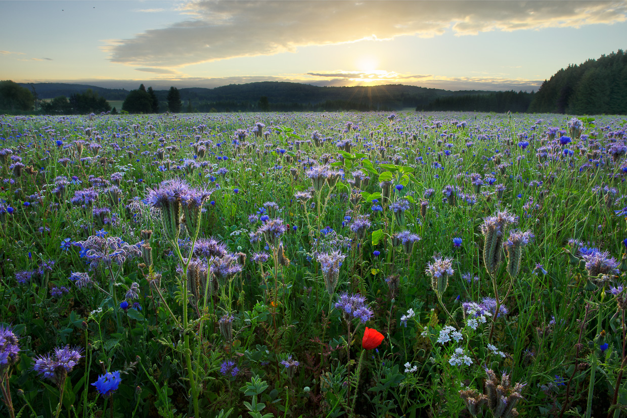 Bienenfreund bei Sonnenaufgang nahe Undingen