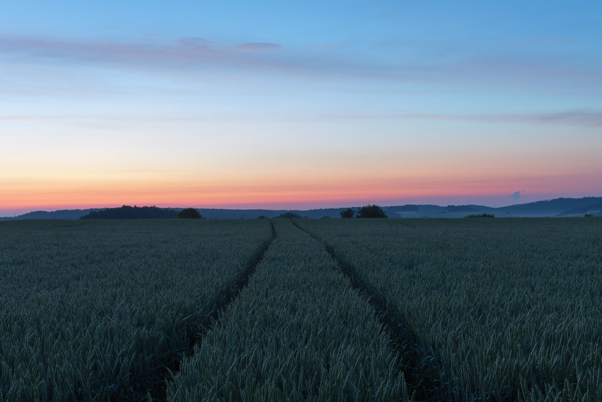 Fahrspuren im Getreidefeld