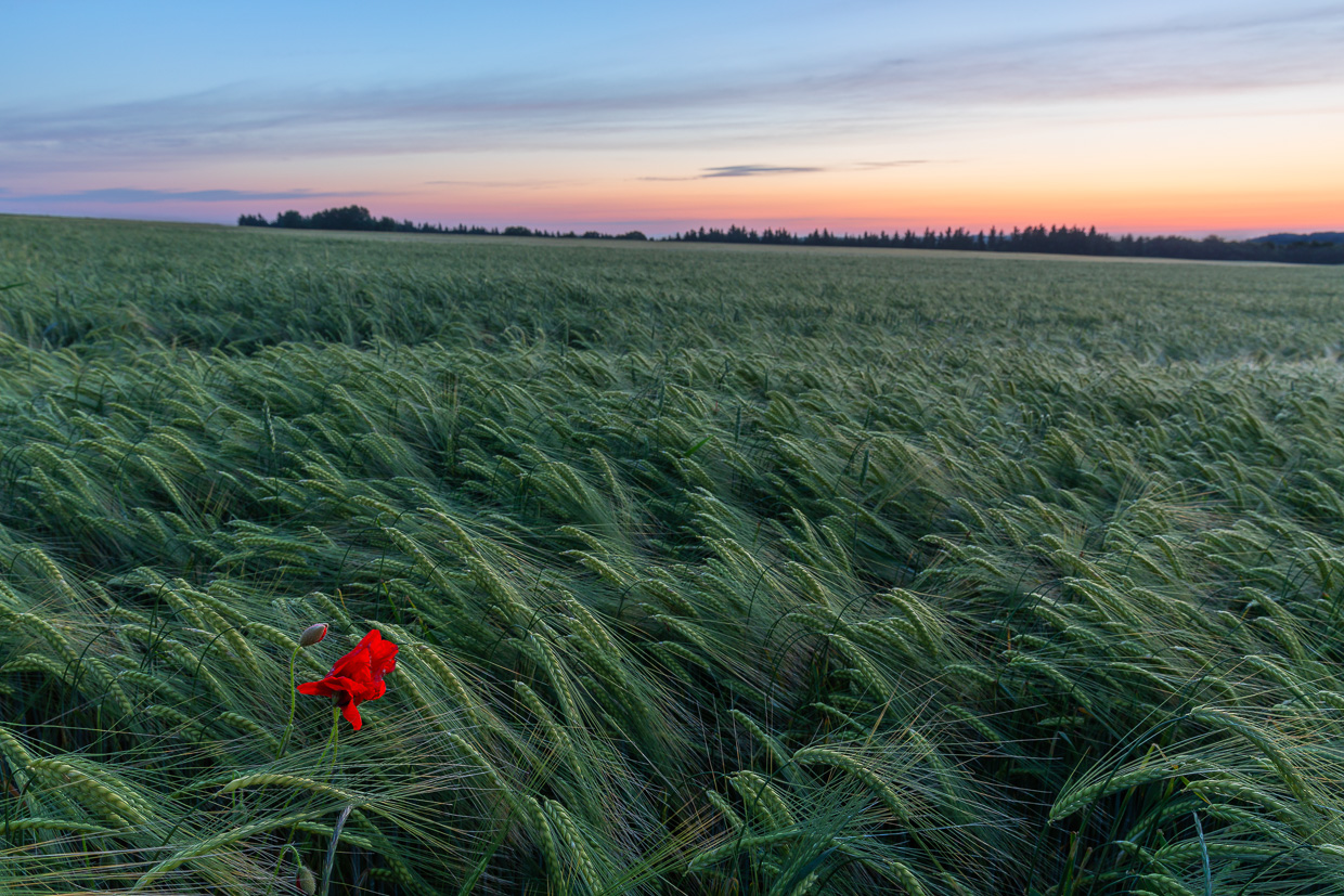 Mohnblüte im Getreidefeld