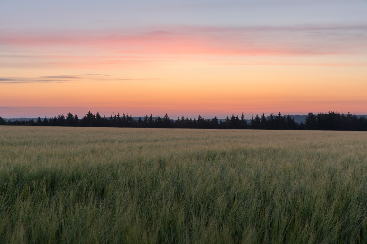 Dämmerung über einem Getreidefeld