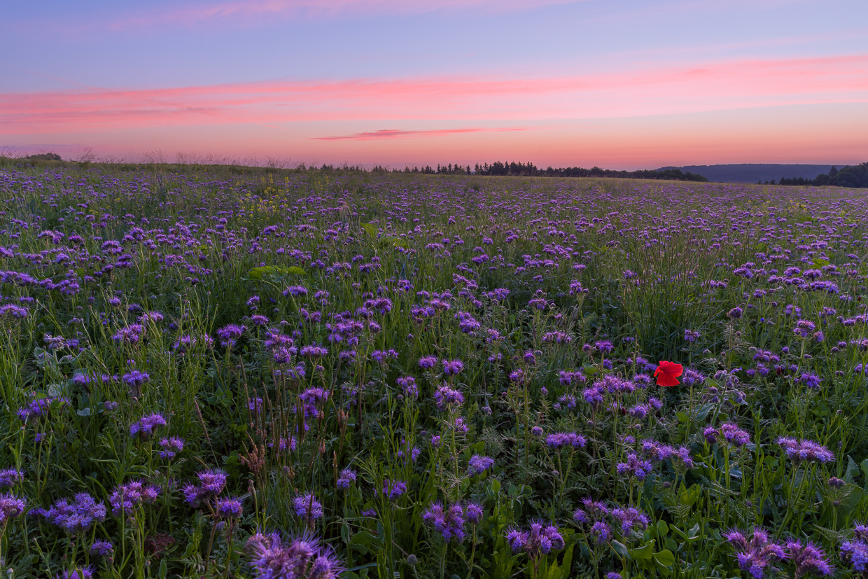 Mohnblüte in Bienenfreundwiese