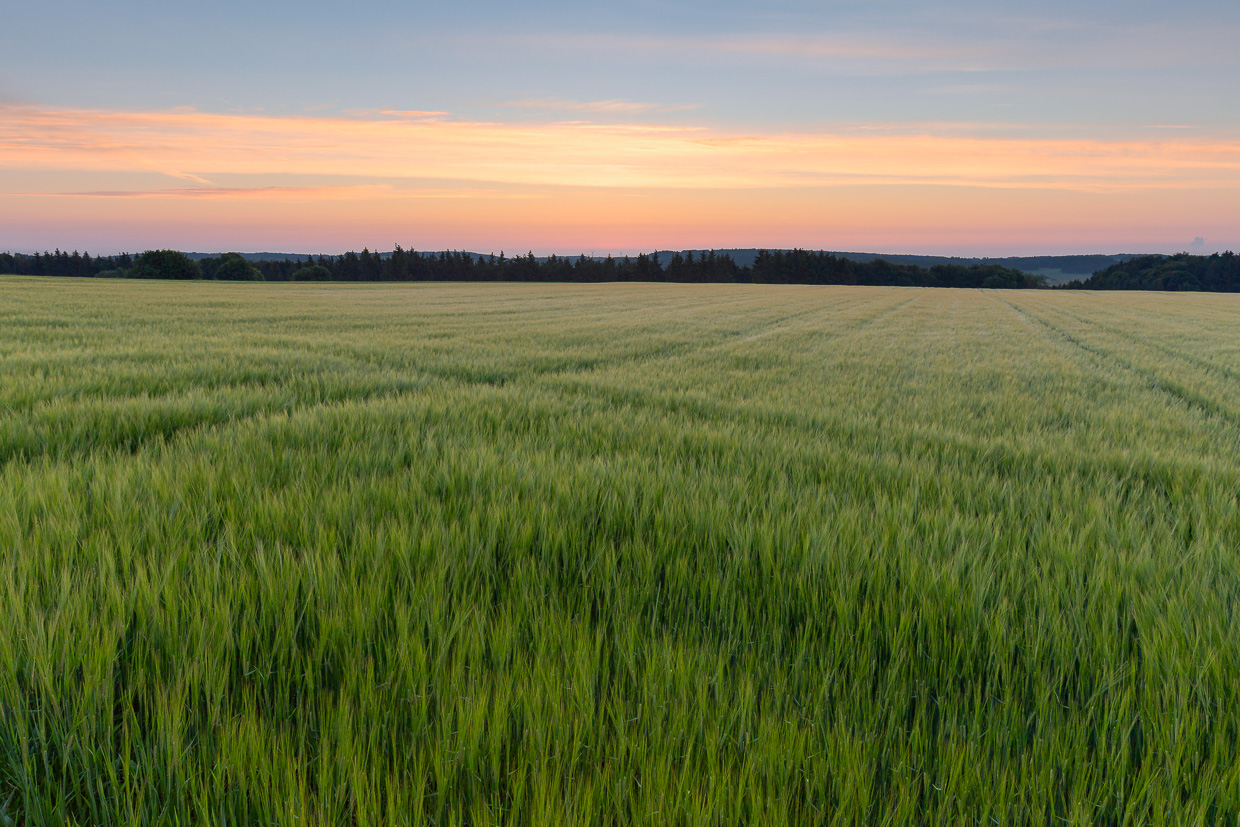 Grünes Getreidefeld kurz vor Sonnenaufgang