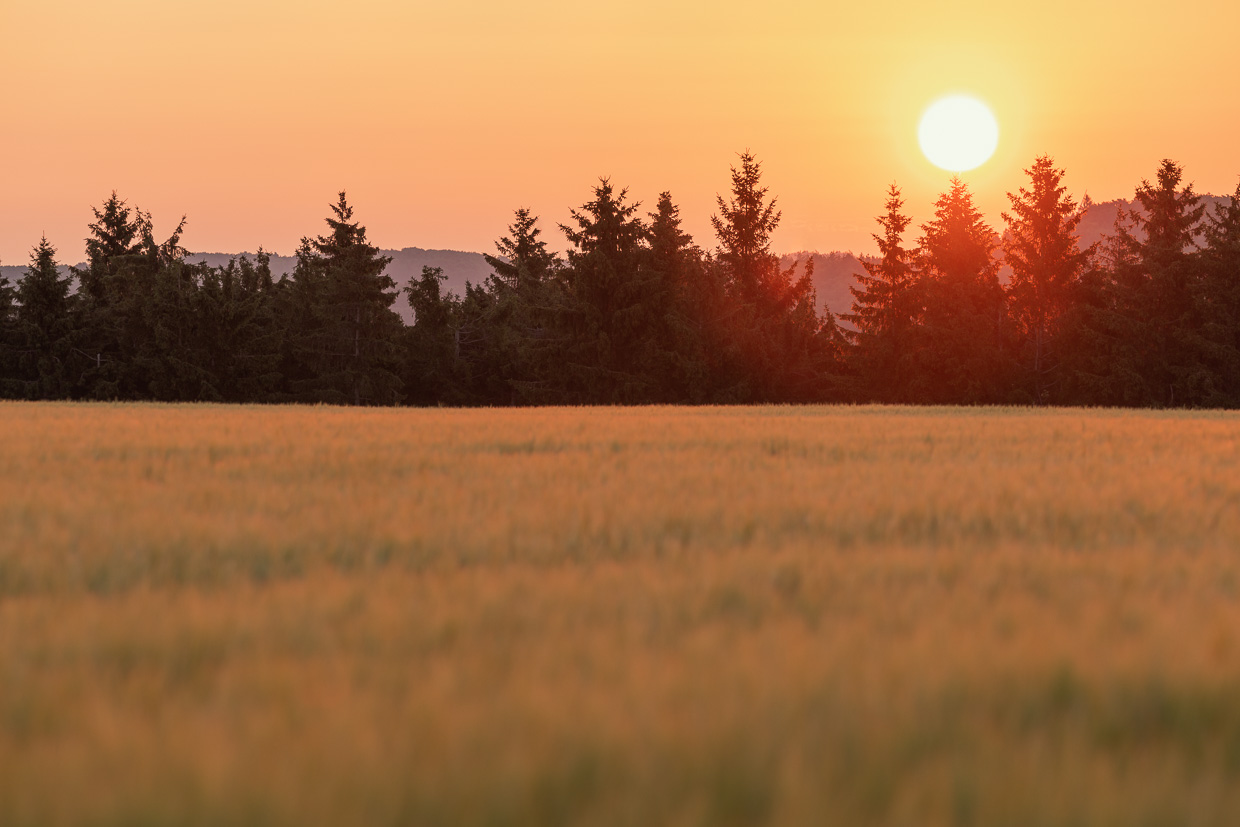 Sonnenaufgang über Nadelbäumen
