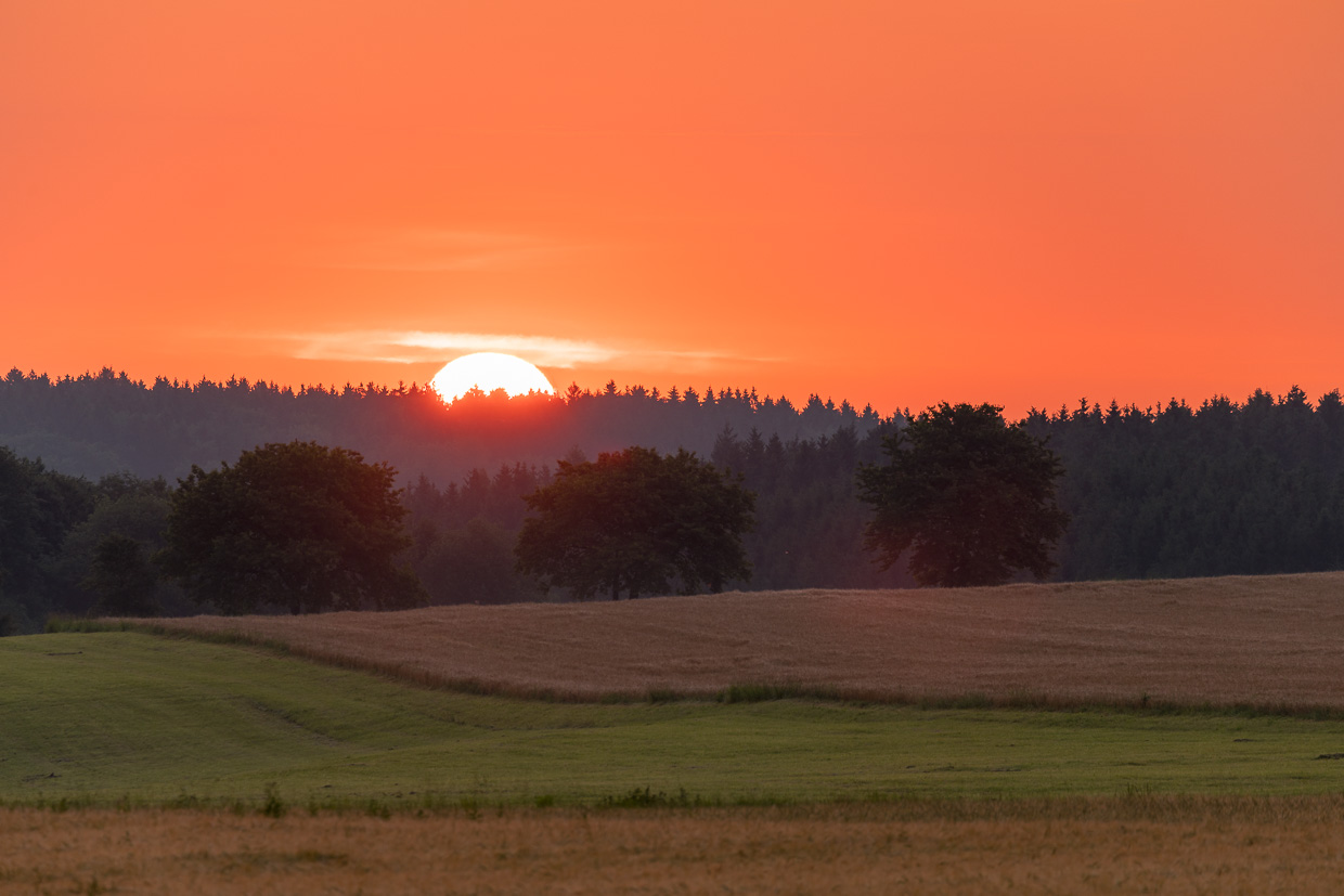 Sonne hinter drei Bäumen