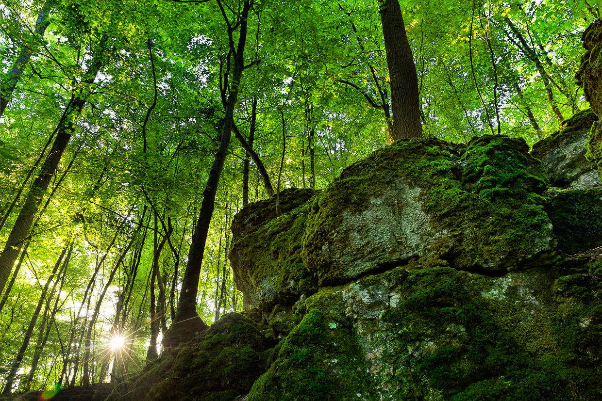 Sonnenaufgang im Wald bei Bleichstetten