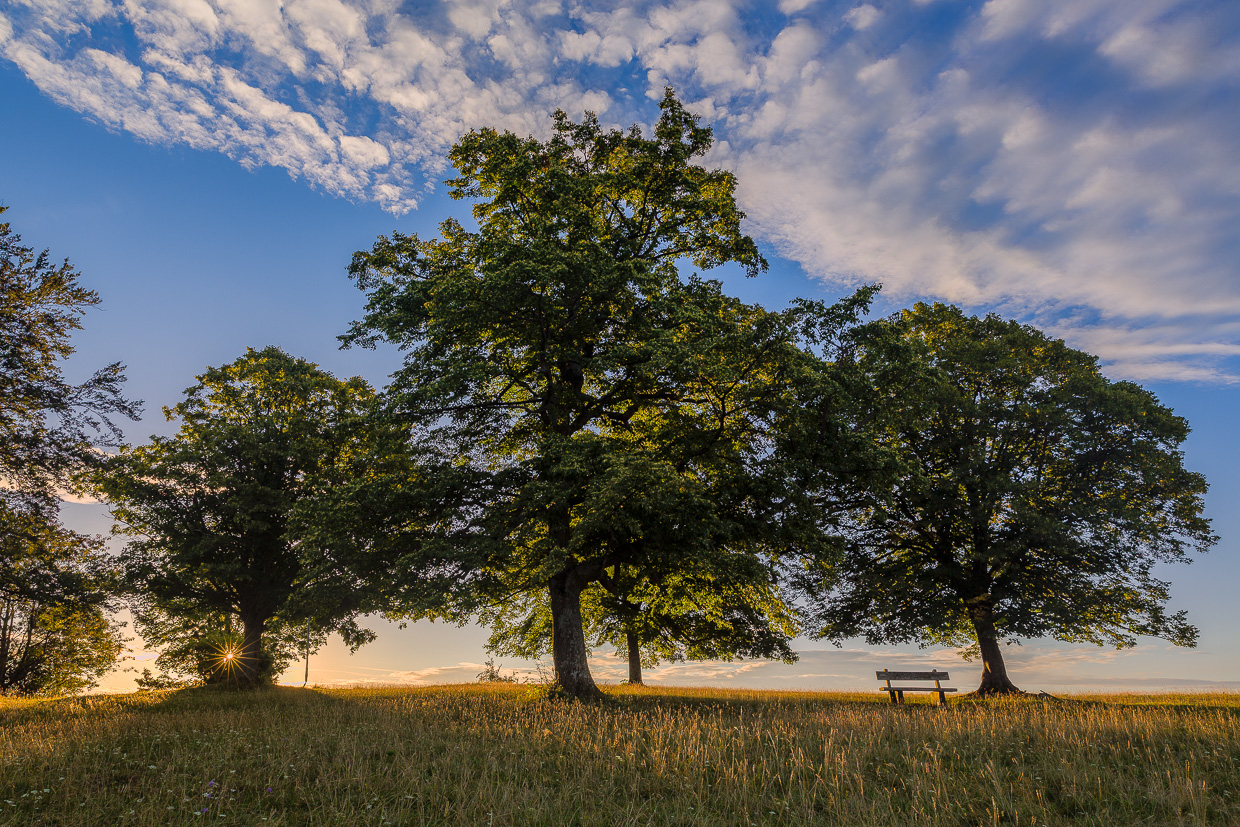 Baumgruppe mit Sitzbank auf dem Auchtert, schwäbische Alb
