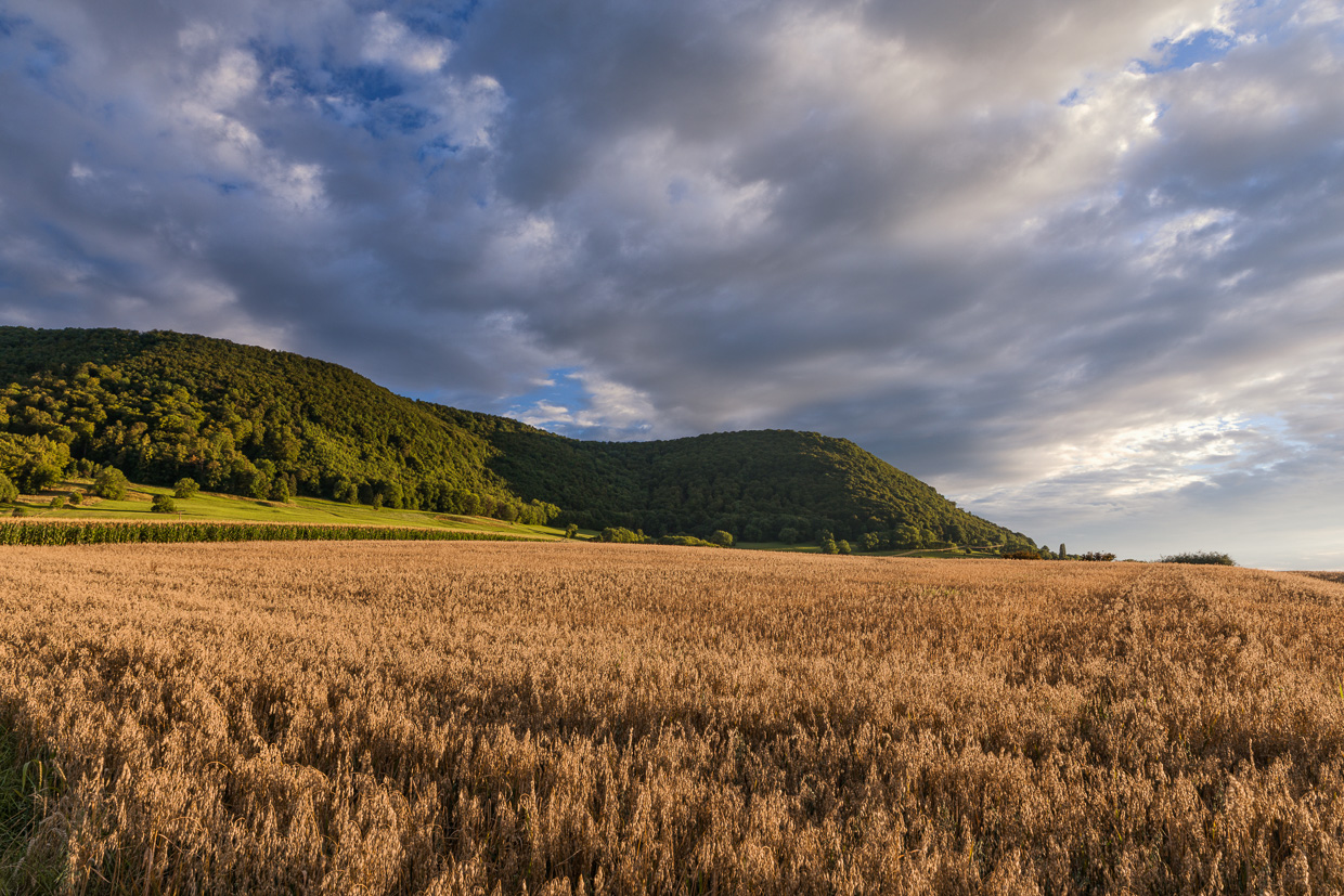Getreidefeld vor dem Alb-Trauf