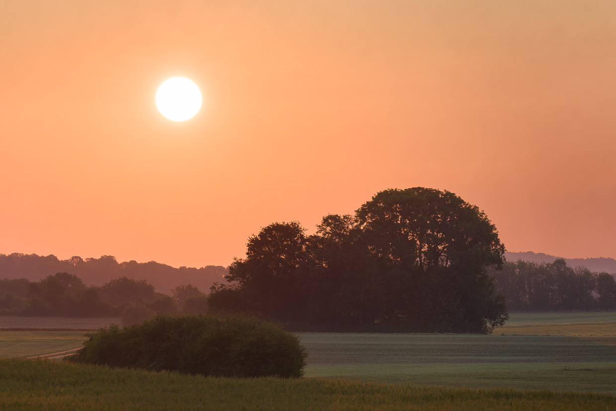 Buschreihe und Baumgruppe am Morgen