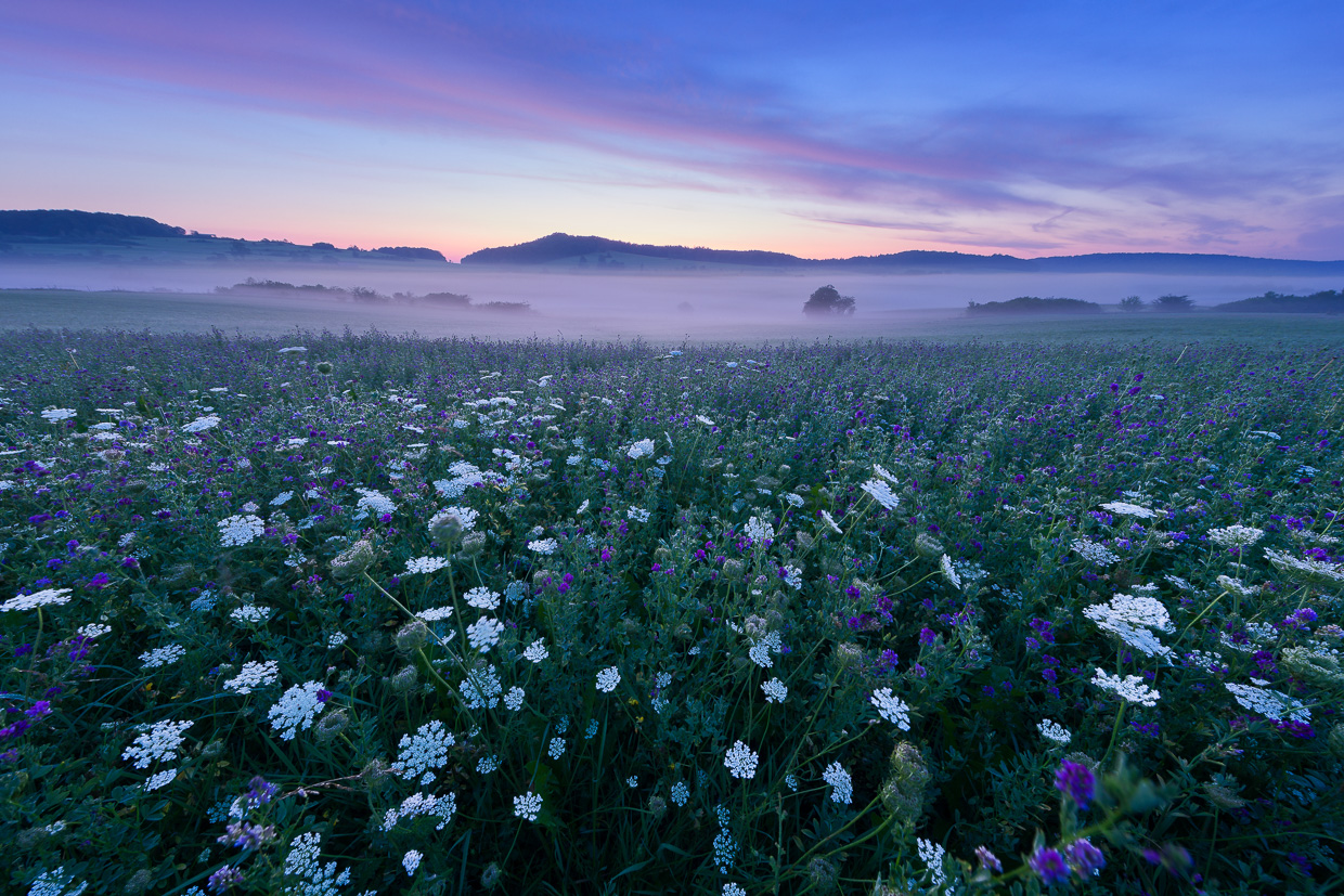 Albwiese bei Undingen