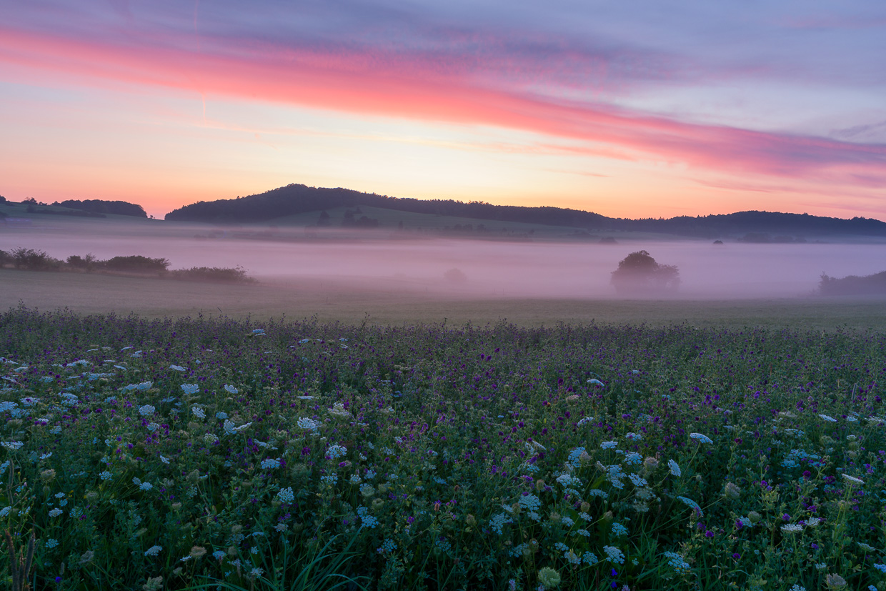 Wiese mit Morgennebel bei Undingen