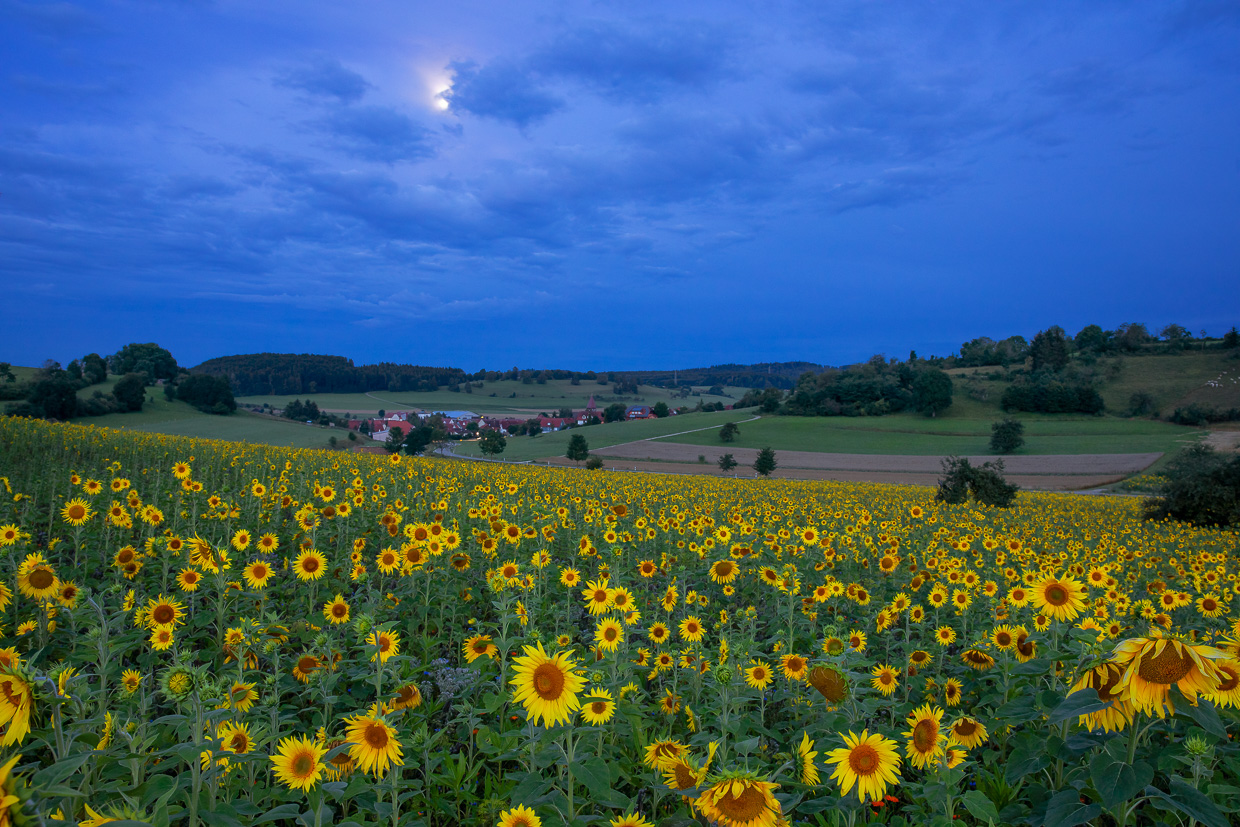 Sonnenblumenfeld in der blauen Stunde