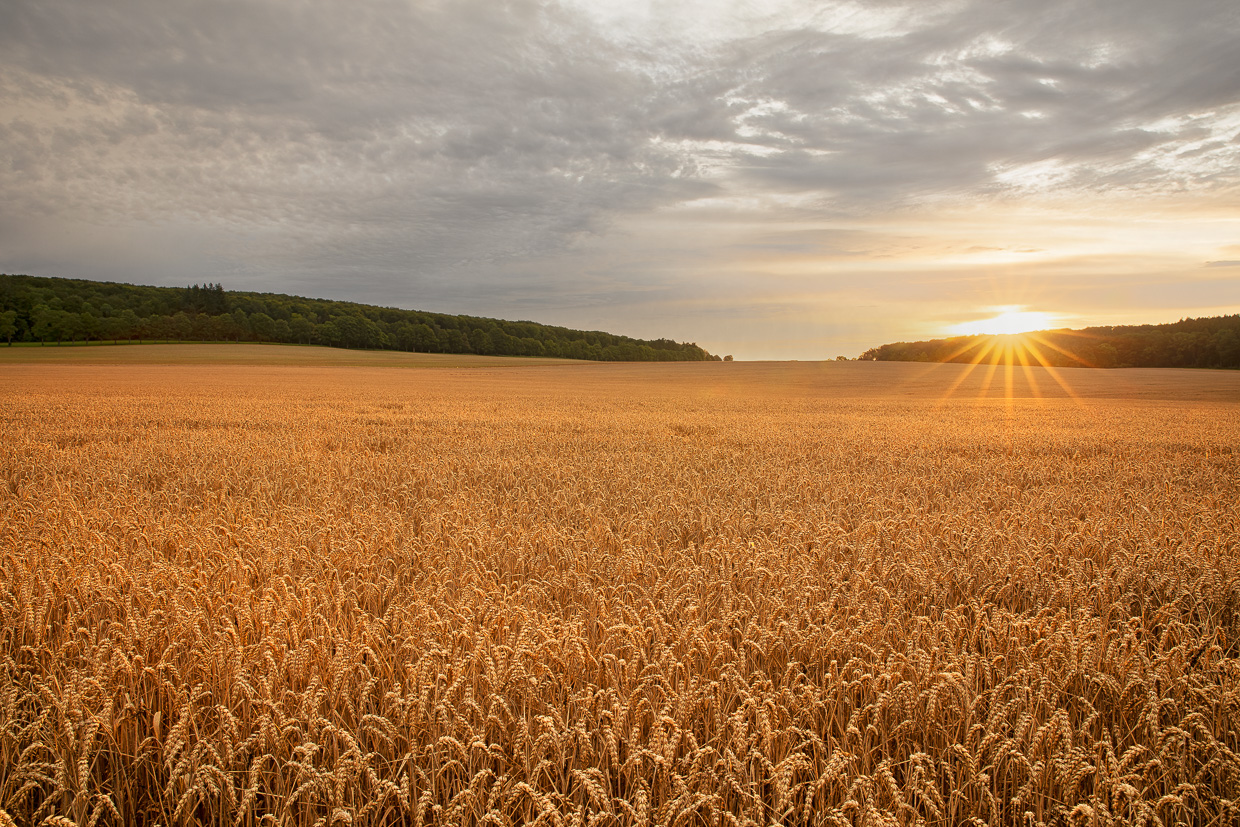 Sonnenaufgang über Getreidefeld bei Sankt Johann