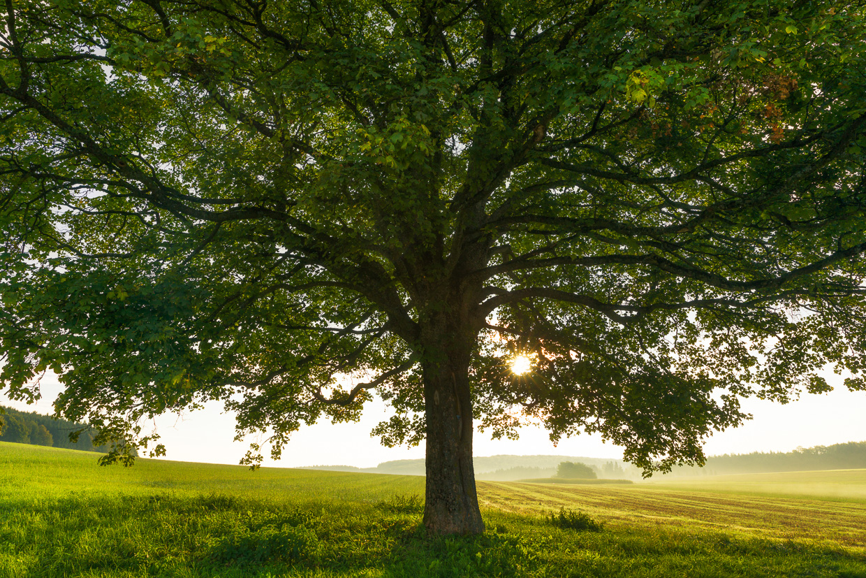 Baum auf der Alb mit Sonnenstrahlen