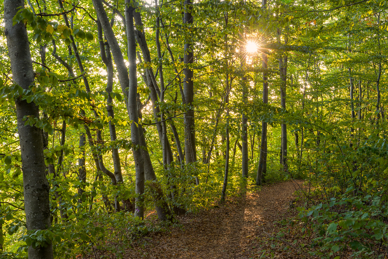 Sonnenlicht am Albtrauf