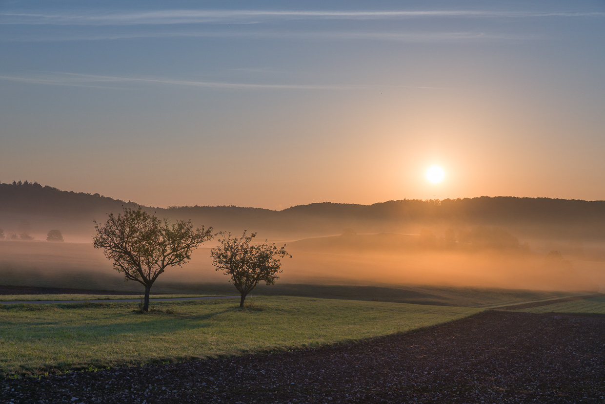 Sonnenaufgang und zwei junge Bäume