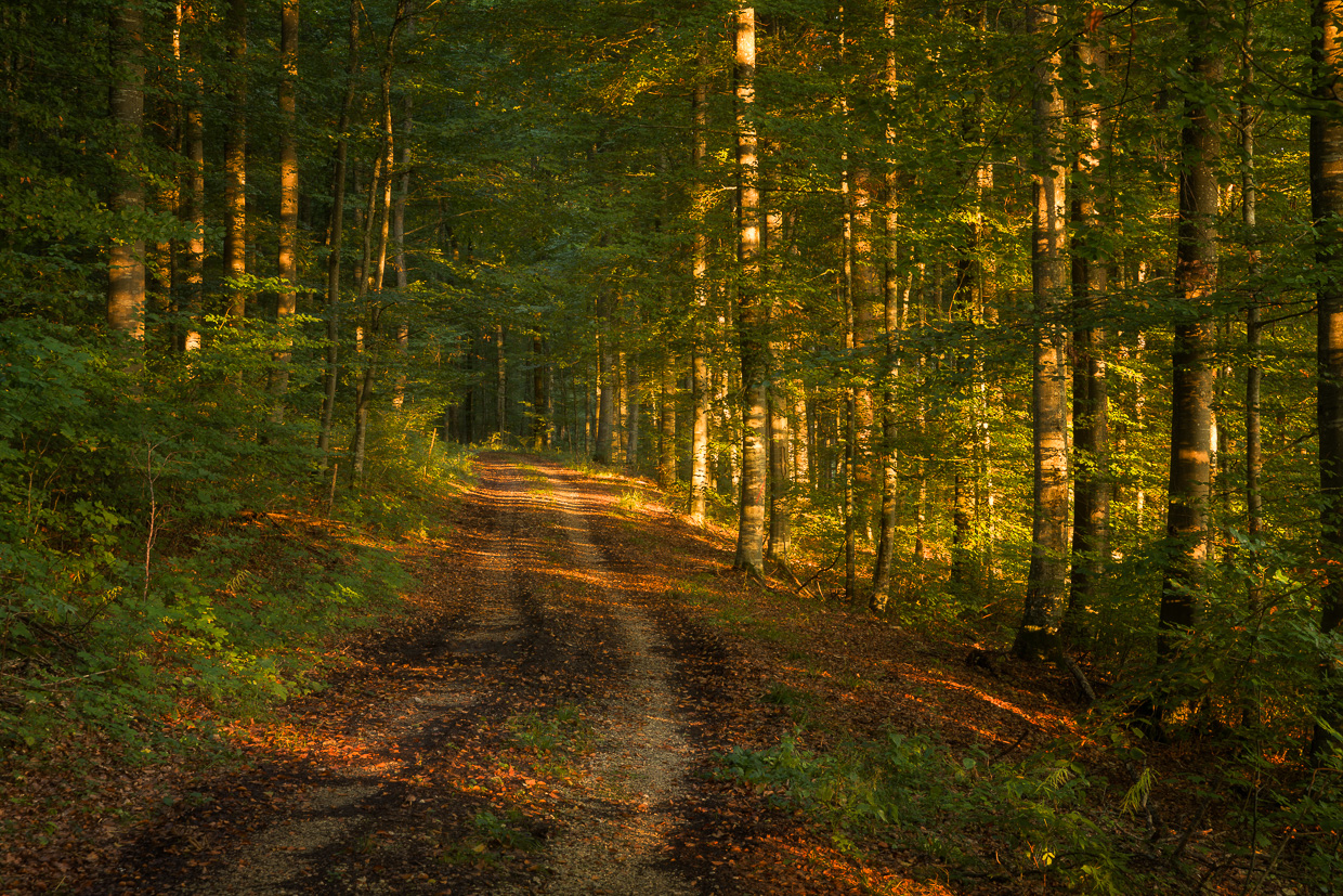 Waldweg auf der Alb