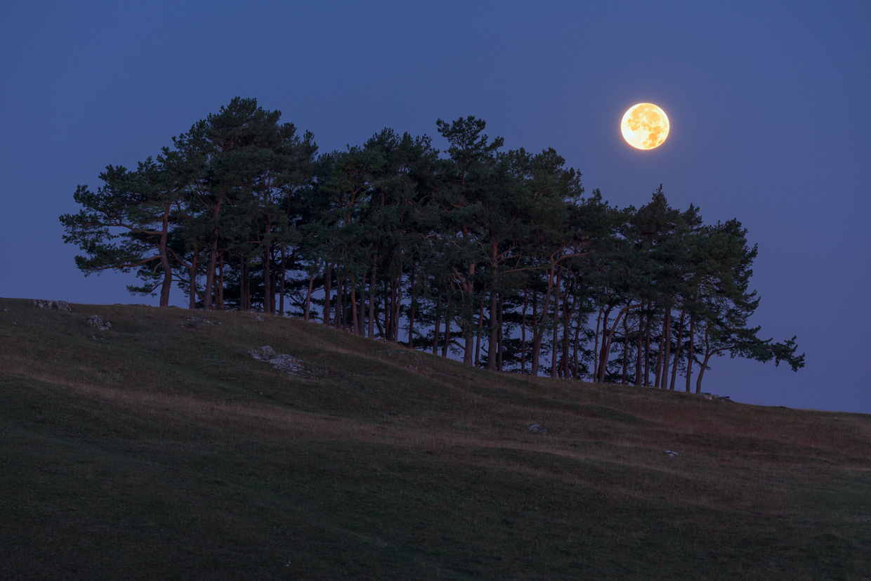 Mond über dem Kiefernwald