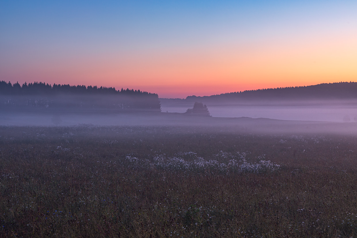 Leinsamenfeld mit Bodennebel