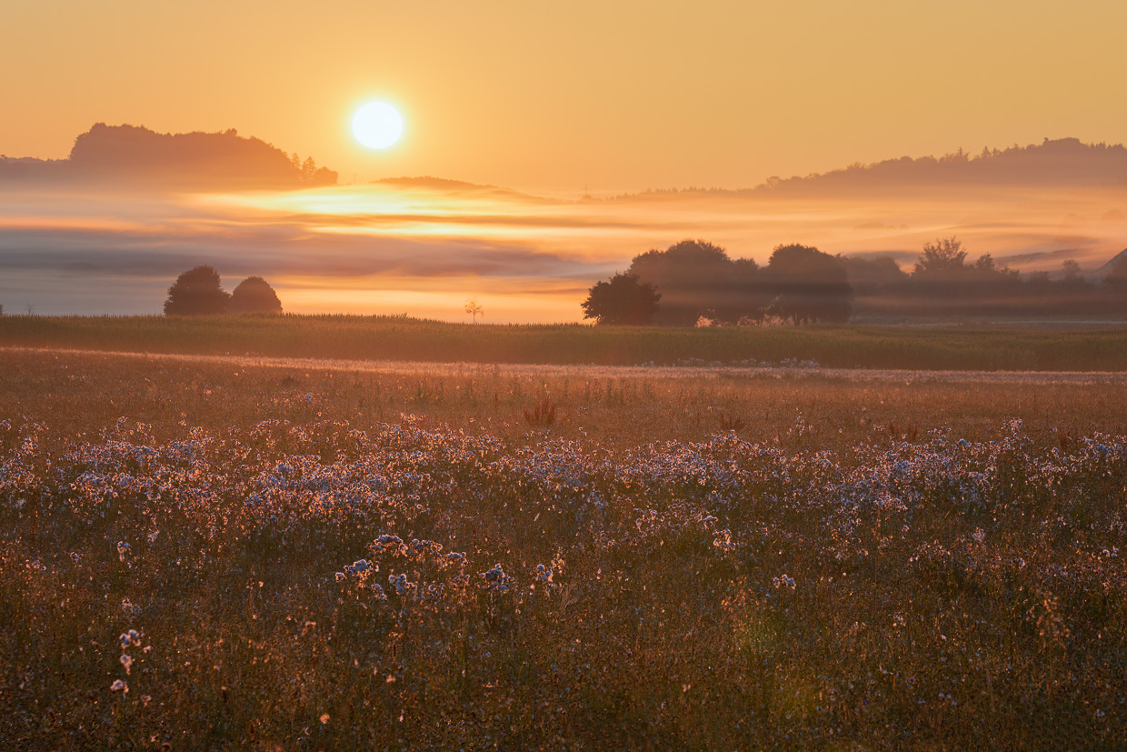 Sonnenaufgang über einem Leinsamenfeld