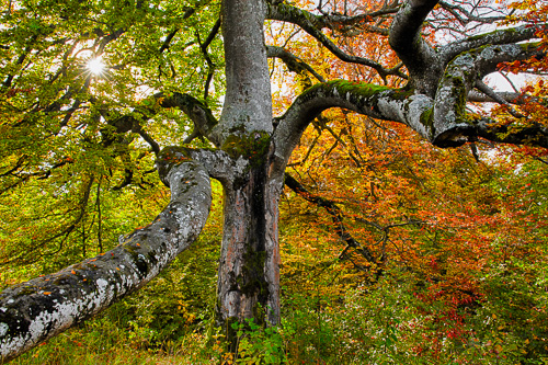 20151024_Wolfgang_Trust_G0A0960_Herbstbaum_bei_Onstmettingen.jpg
