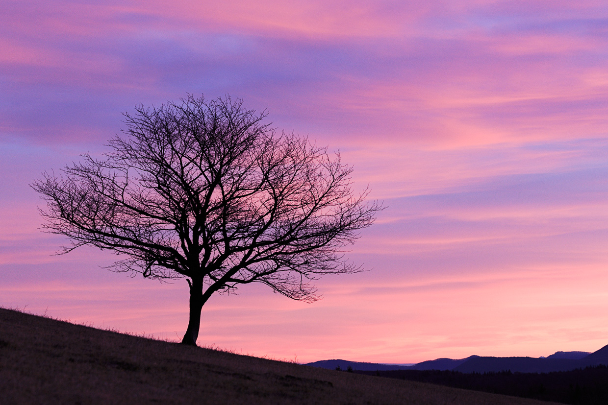 Blattloser Baum im Morgenlicht