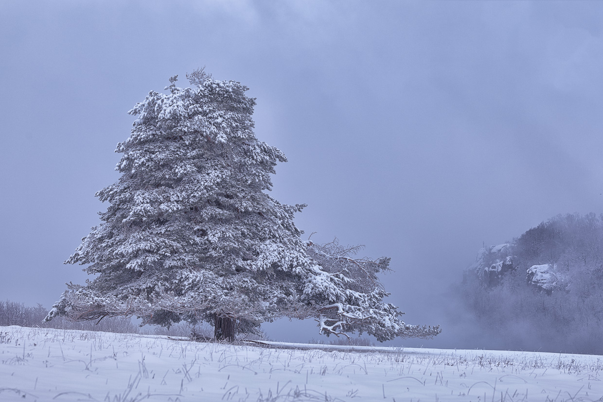 Winterbaum vor dem Wackerstein