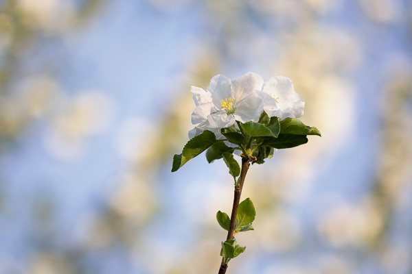 Apfelblüten.jpg